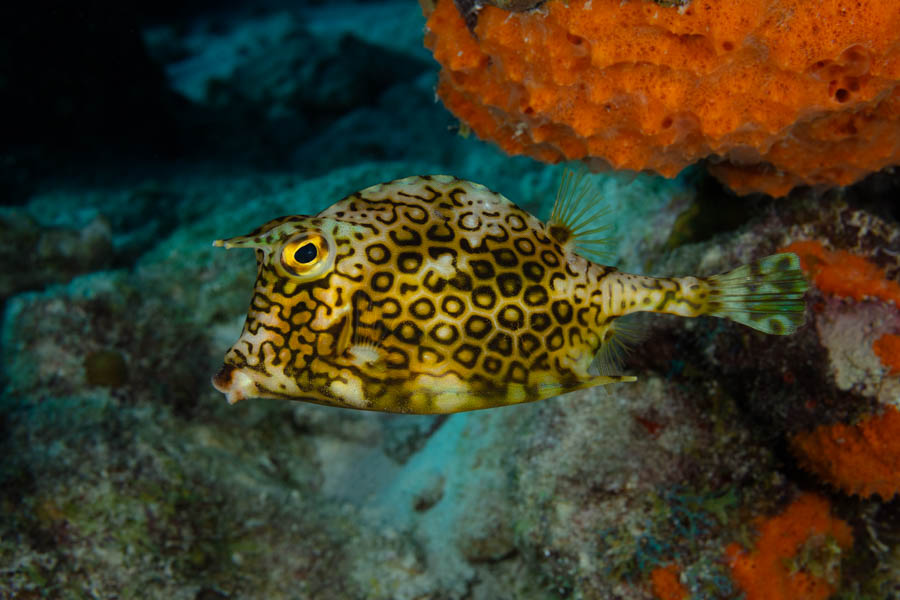 Boxfishes Identification: Honeycomb Cowfish
