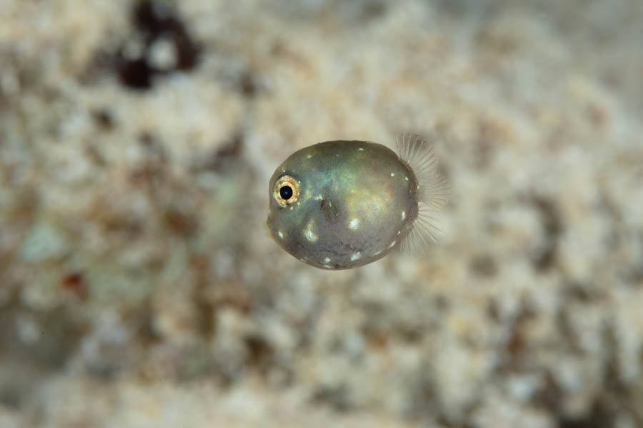 Boxfishes Identification: Juvenile Trunkfish