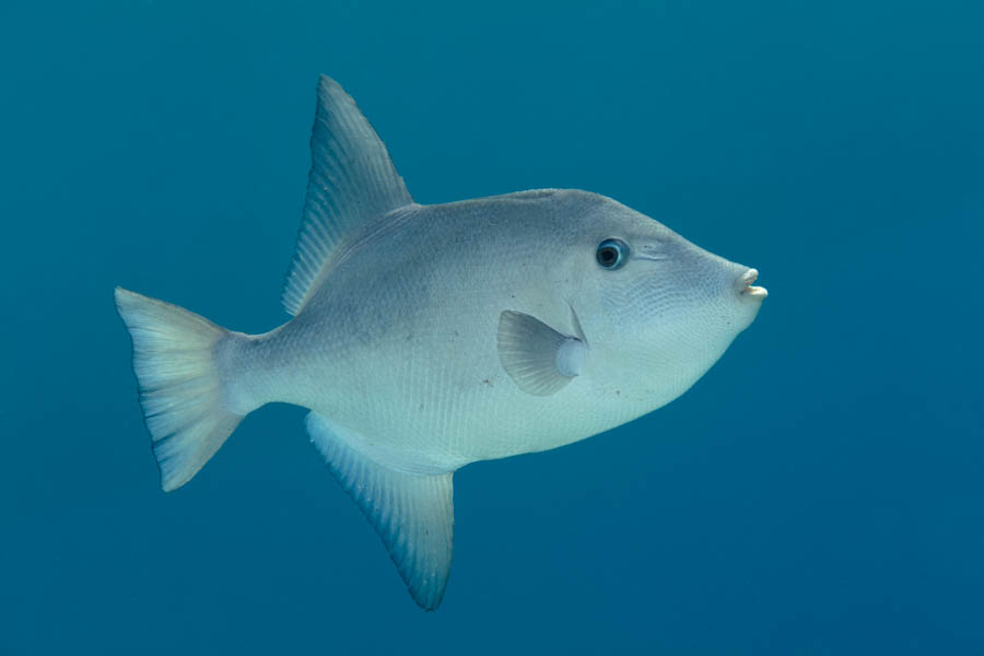 Triggerfishes Identification: Ocean Triggerfish