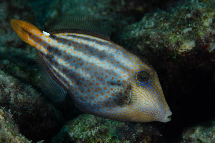 Filefishes Identification: Orangespotted Filefish