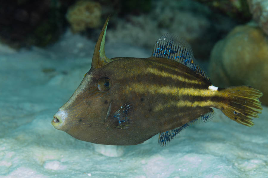 Filefishes Identification: Orangespotted Filefish