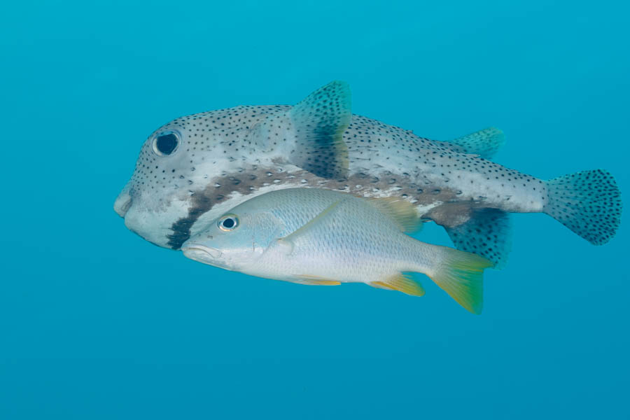 Porcupinefish with a Dog Snapper