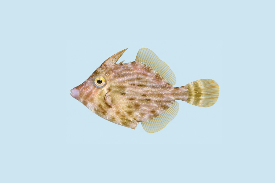 Pygmy Filefish