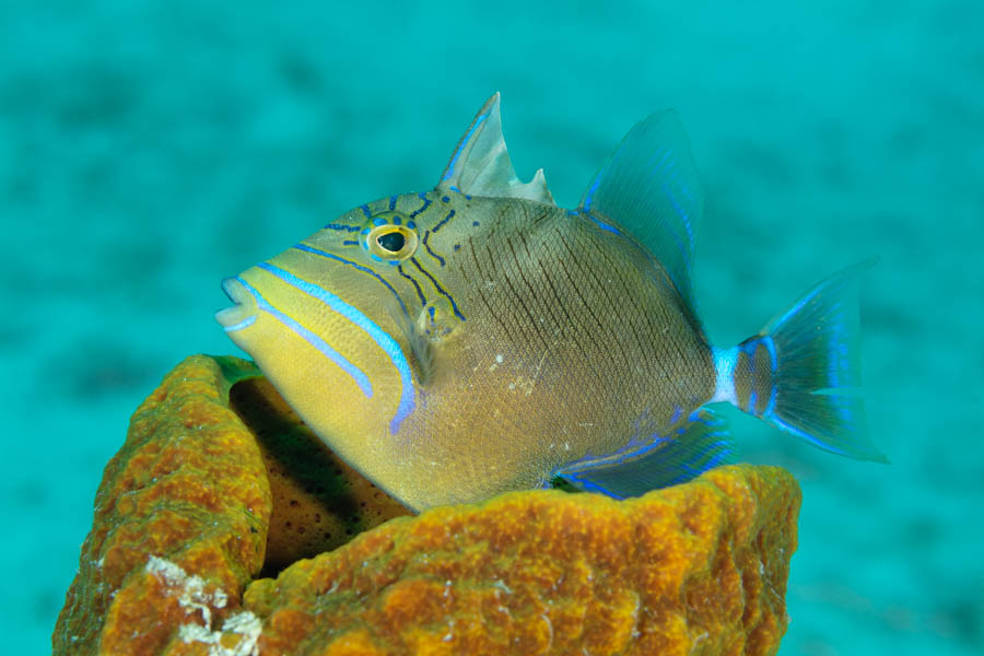 Triggerfishes Identification: Queen Triggerfish