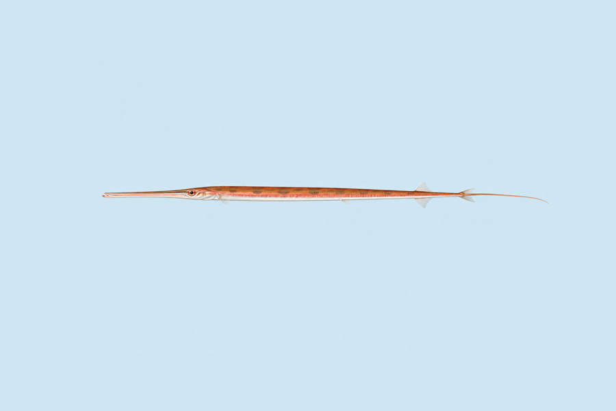 Red Cornetfish