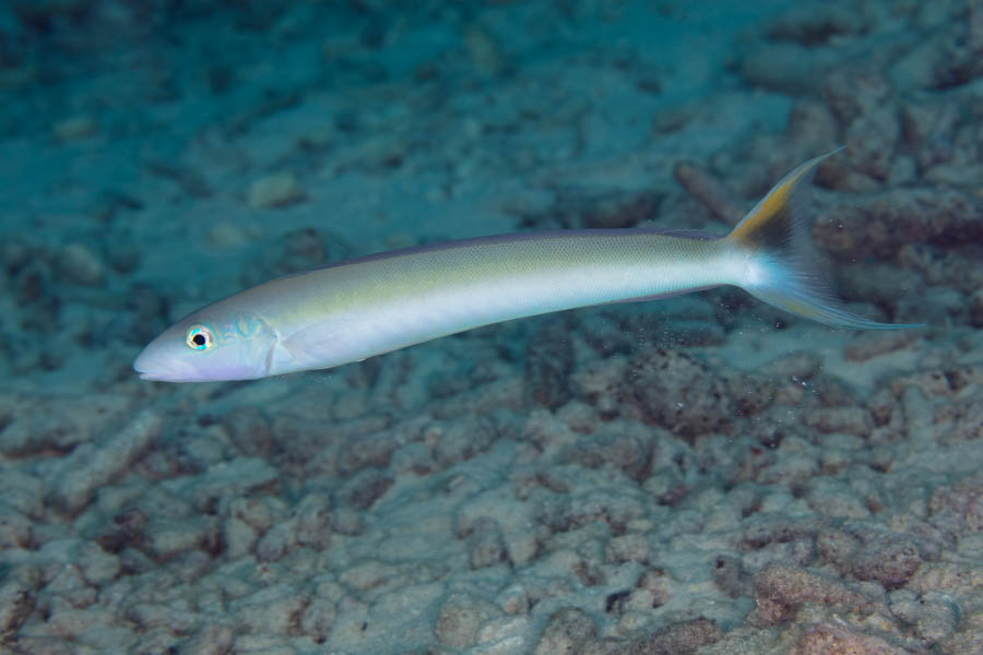 Other Odd Shaped Swimmers Identification: Sand Tilefish
