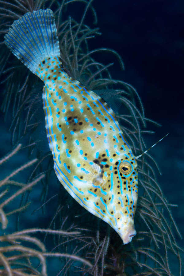 Filefishes Identification: Scrawled Filefish