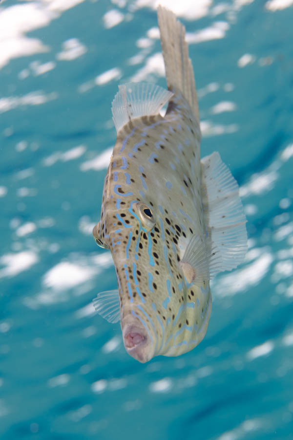 Filefishes Identification: Scrawled Filefish
