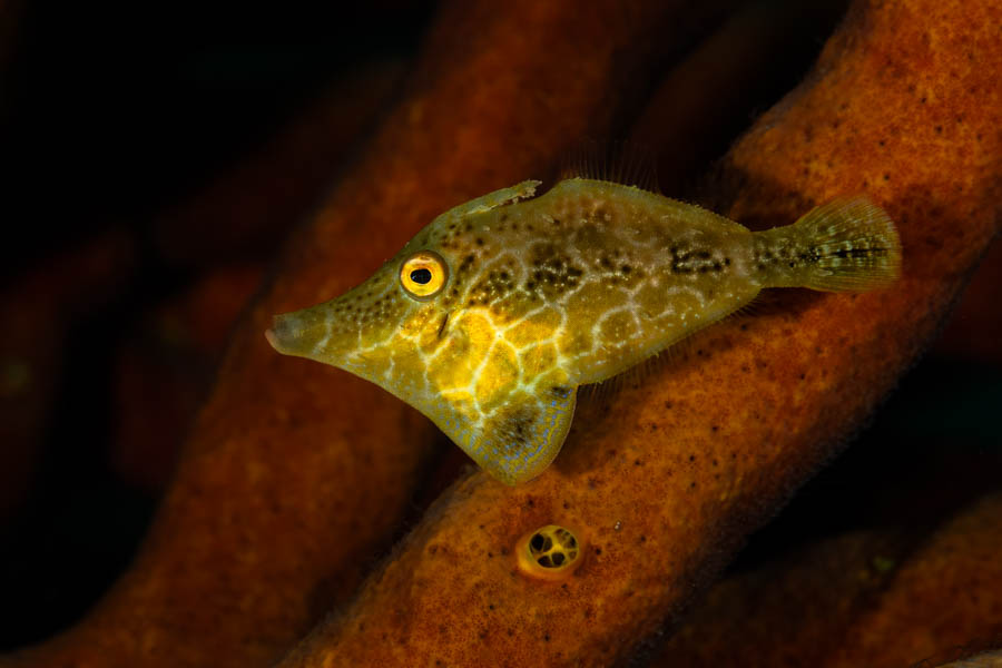 Filefishes Identification: Slender Filefish