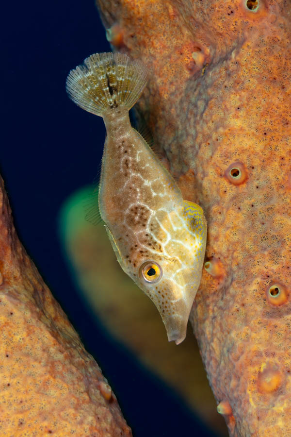Filefishes Identification: Slender Filefish