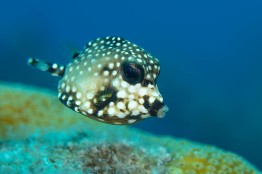 Boxfishes Identification: Smooth Trunkfish