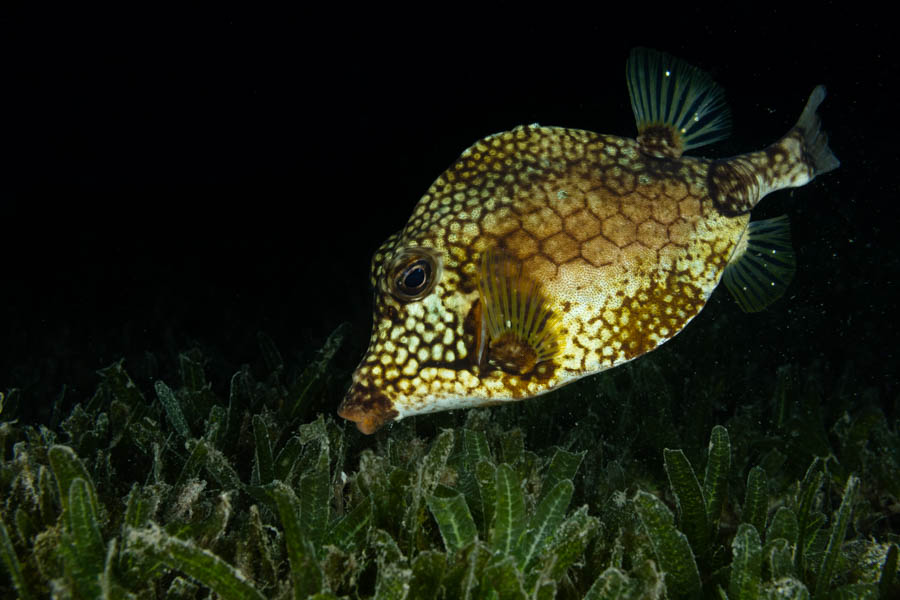 Boxfishes Identification: Smooth Trunkfish
