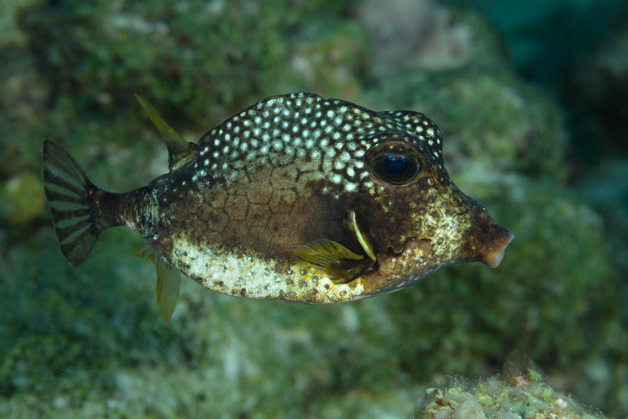 Shape Tuff Fish Odd Shaped Swimmers | Bonaire Reef