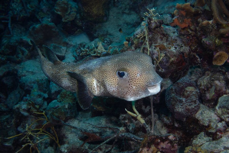 Spotfin Burrfish