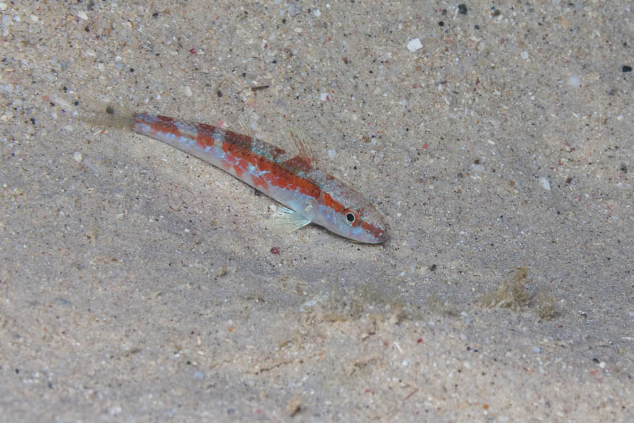 Other Odd Shaped Swimmers Identification: Spotted Goatfish