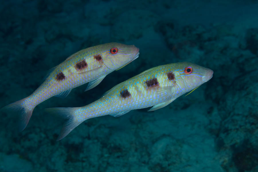 Other Odd Shaped Swimmers Identification: Spotted Goatfish