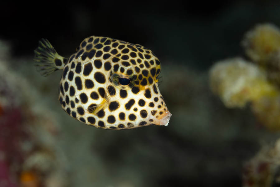 Boxfishes Identification: Spotted Trunkfish