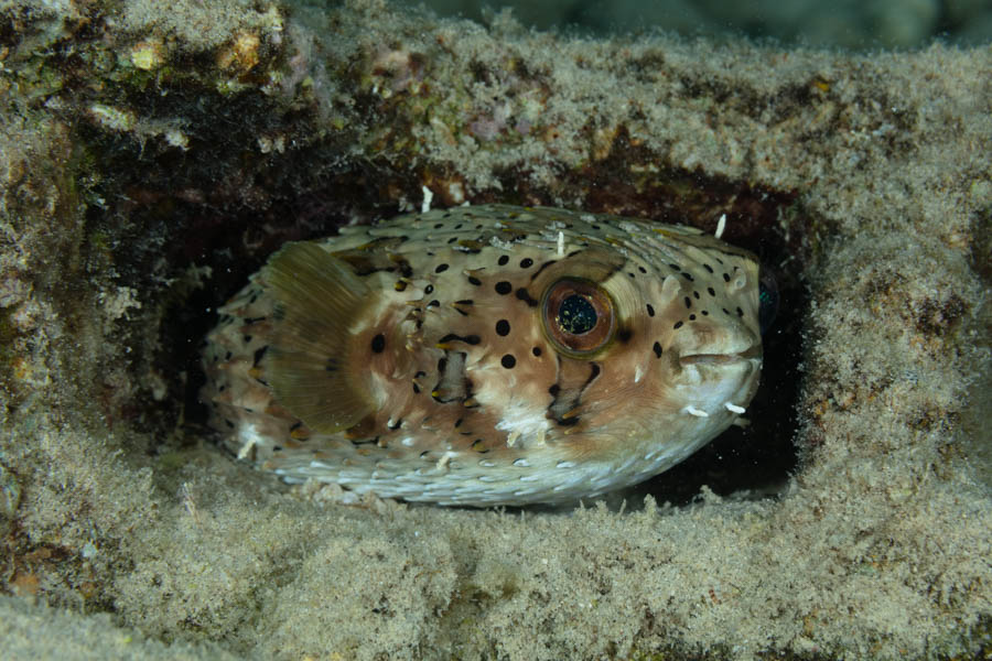 Balloonfish