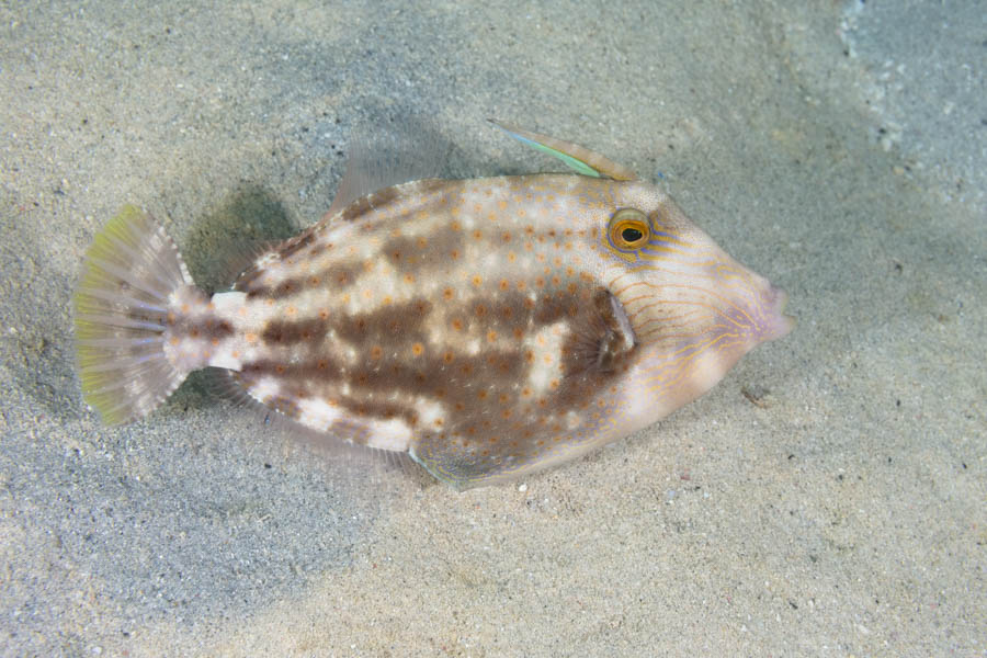 Orangespotted Filefish