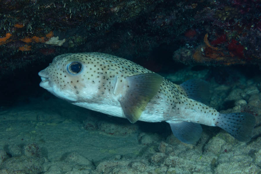 Porcupinefish