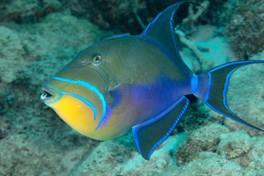 Queen Triggerfish