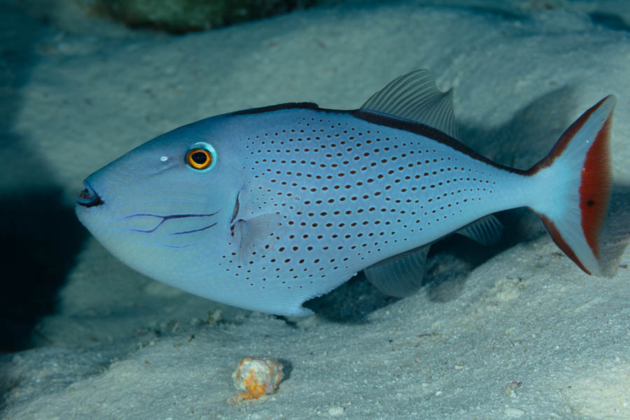 Sargassum Triggerfish