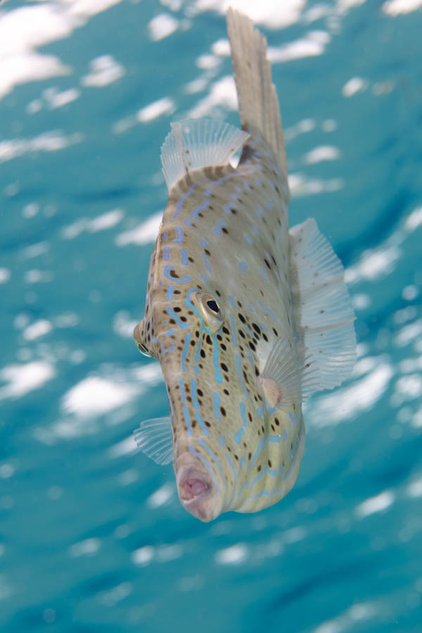 Scrawled Filefish