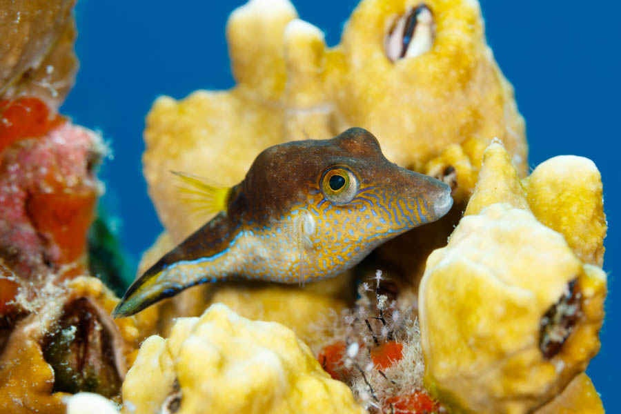 Sharpnose Puffer