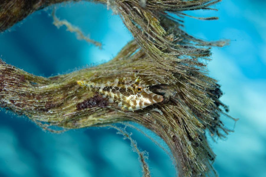 Slender Filefish