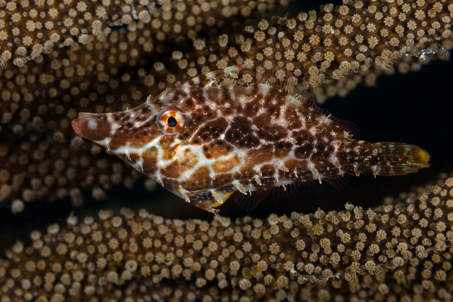 Slender Filefish