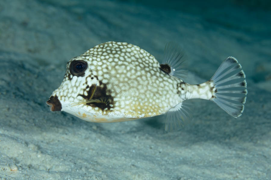 Smooth Trunkfish