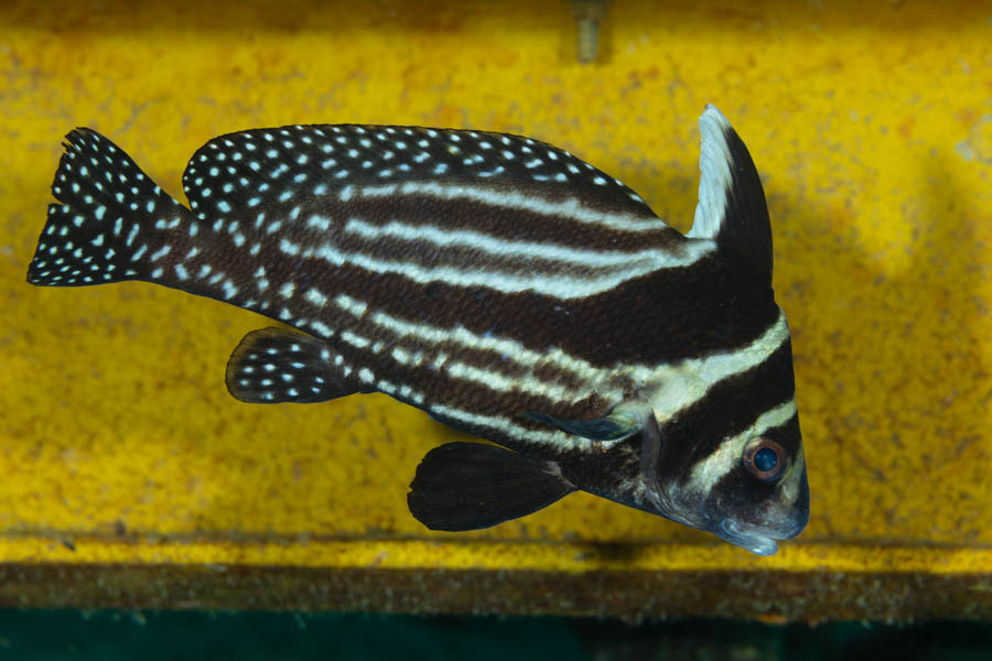 Spotted Drum