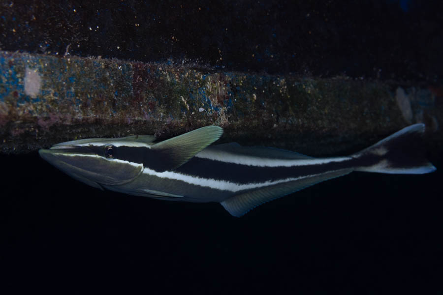 Whitefin Sharksucker