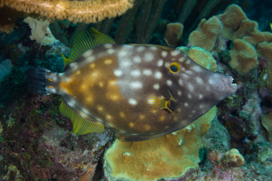 Whitespotted Filefish