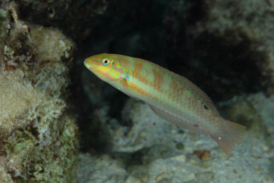 Blackear Wrasse