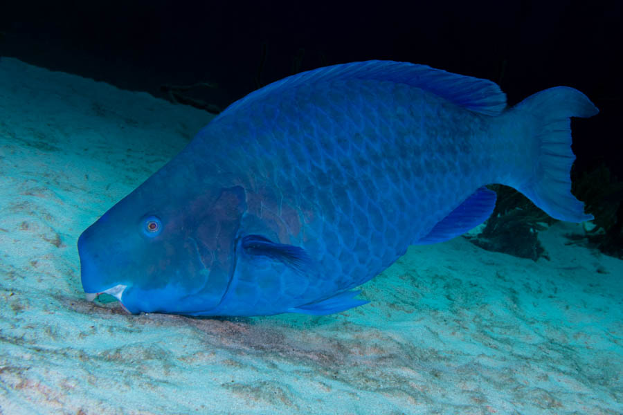 Blue Parrotfish
