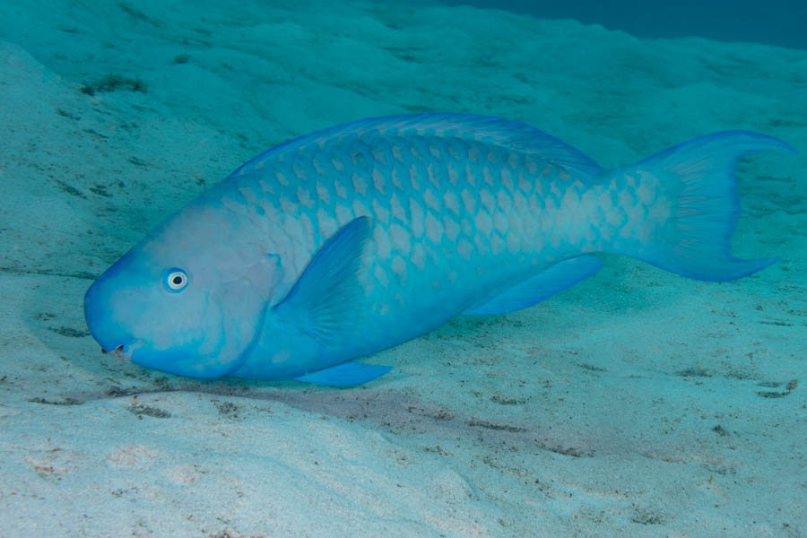Parrotfishes Identification: Blue Parrotfish