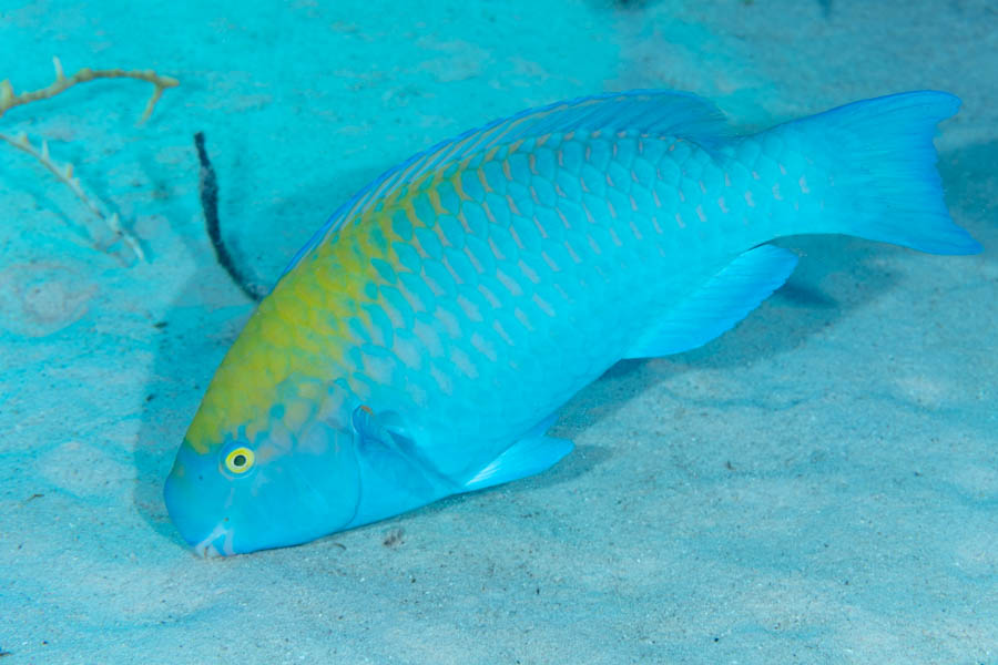 Parrotfishes Identification: Blue Parrotfish
