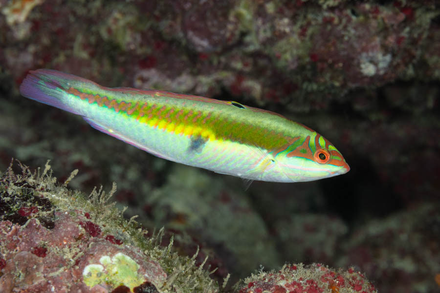 Clown Wrasse