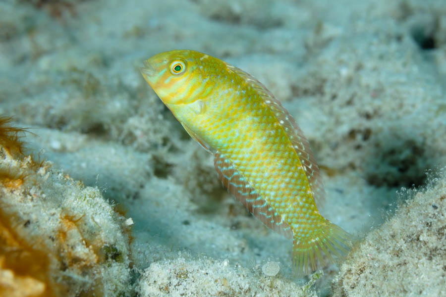 Razorfishes Identification: Green Razorfish
