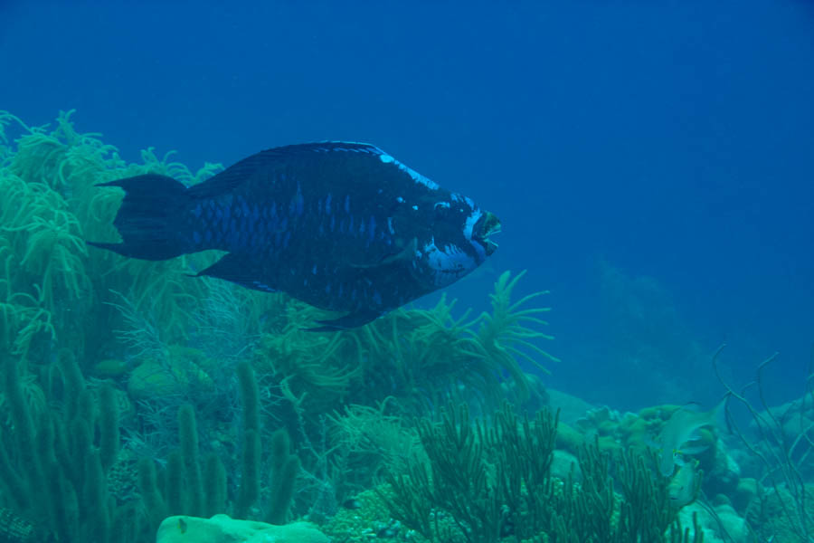 Midnight Parrotfish