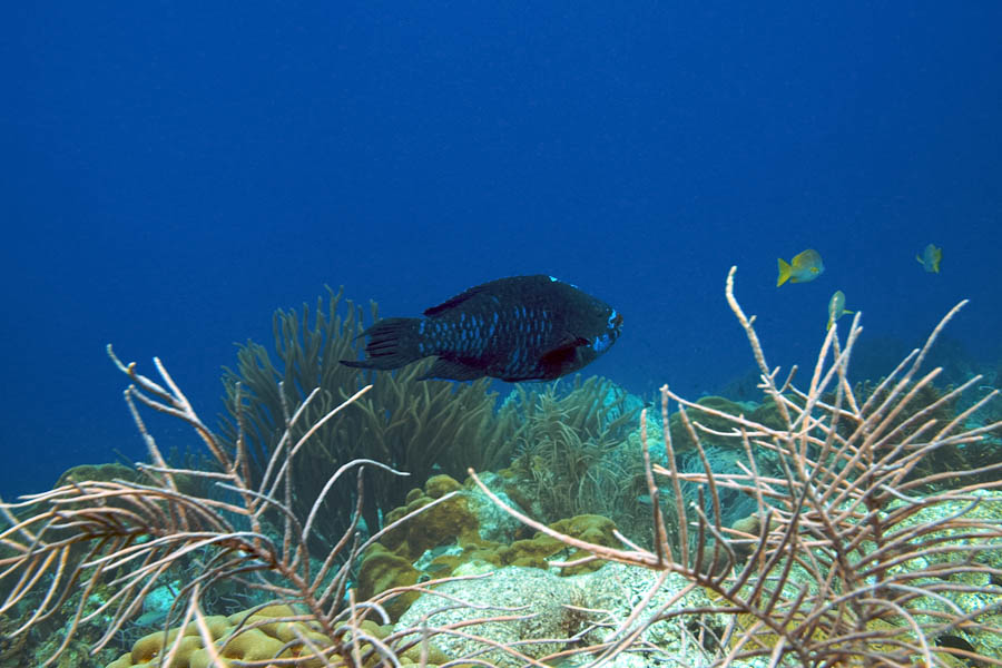 Midnight Parrotfish