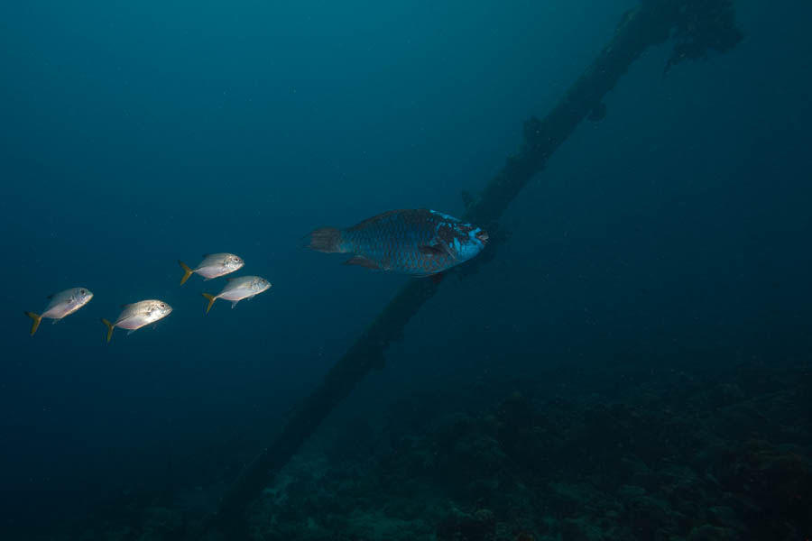 Midnight Parrotfish
