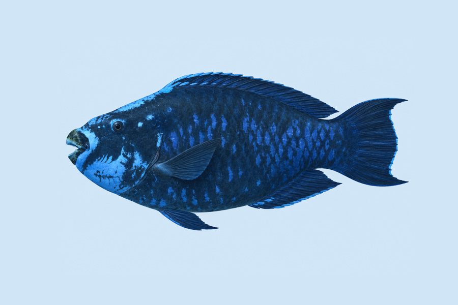 Midnight Parrotfish