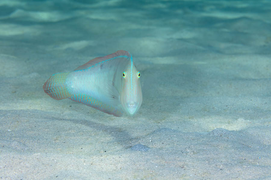 Razorfishes Identification: Pearly Razorfish