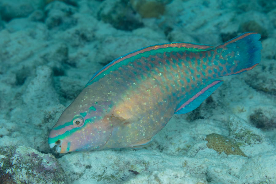 Parrotfishes Identification: Princess Parrotfish