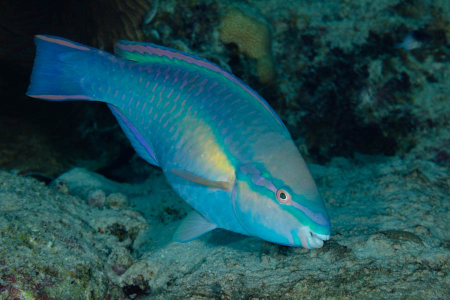 Princess Parrotfish