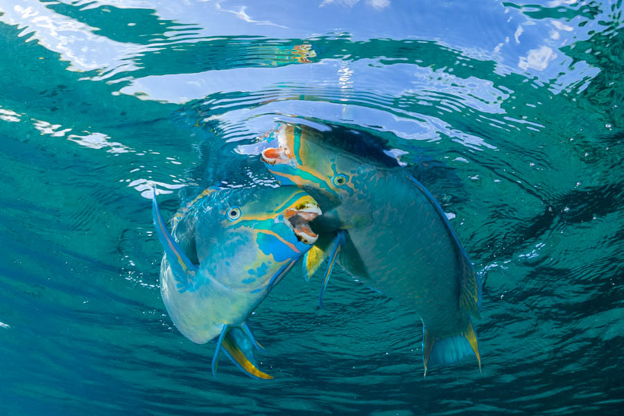Parrotfishes Identification: Queen Parrotfish