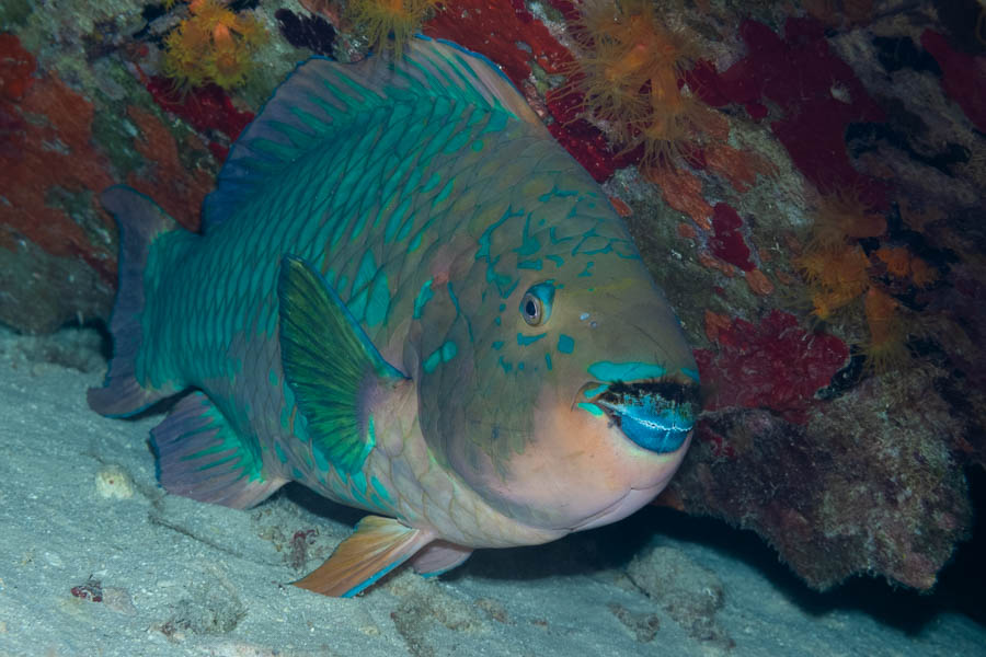 Parrotfishes Identification: Rainbow Parrotfish