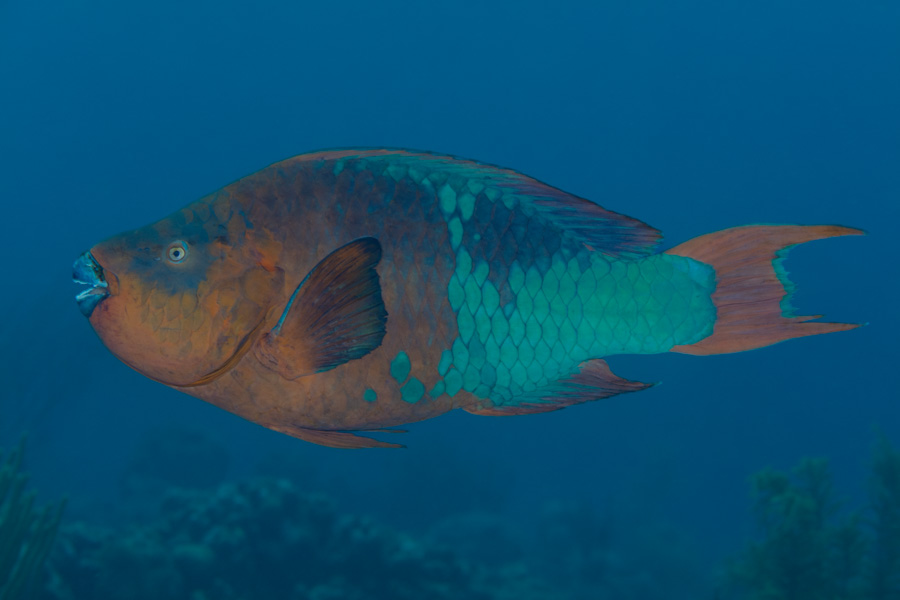 Rainbow Parrotfish